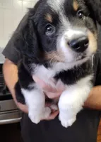 Cookie, a female Miniature Australian Shepherd for sale in La Mirada, CA – 2 of 2