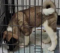 Laurie , a female Akita for sale in Detroit, MI – 7 of 10