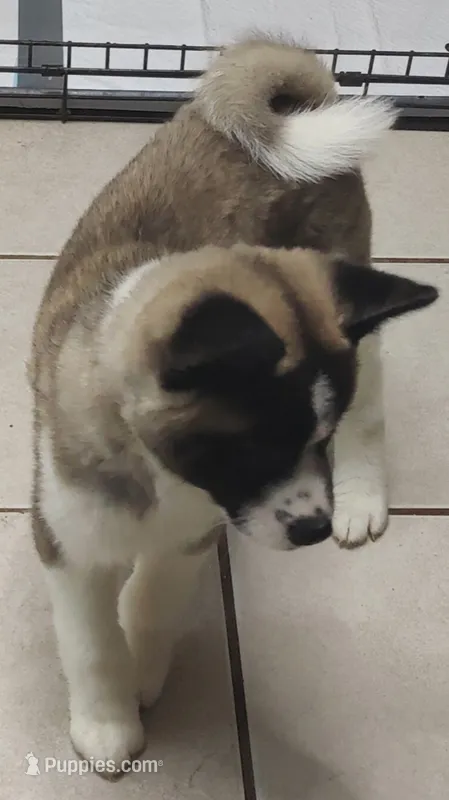 Laurie  – Akita puppy for sale in Detroit, MI
