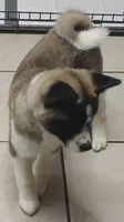 Laurie , a female Akita for sale in Detroit, MI – 1 of 10