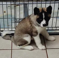 Laurie , a female Akita for sale in Detroit, MI – 6 of 10