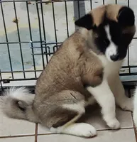 Laurie , a female Akita for sale in Detroit, MI – 3 of 10
