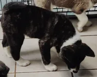 Laura, a female Akita for sale in Detroit, MI – 10 of 10