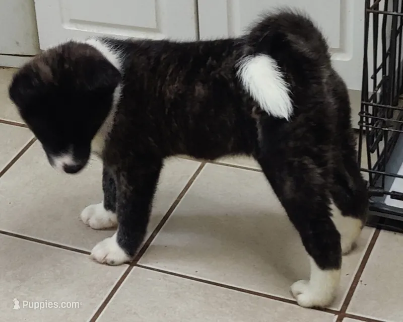 Laura – Akita puppy for sale in Detroit, MI
