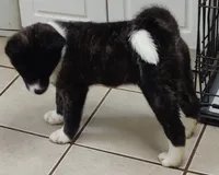 Laura, a female Akita for sale in Detroit, MI – 1 of 10