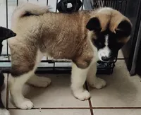 Laurie , a female Akita for sale in Detroit, MI – 5 of 10