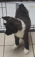 Laura, a female Akita for sale in Detroit, MI – 7 of 10