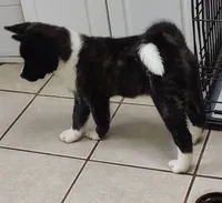 Laura, a female Akita for sale in Detroit, MI – 2 of 10