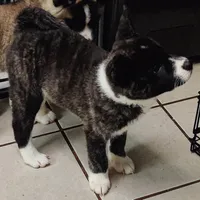 Laura, a female Akita for sale in Detroit, MI – 3 of 10