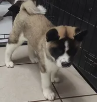 Laurie , a female Akita for sale in Detroit, MI – 4 of 10