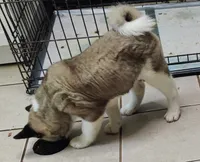 Laurie , a female Akita for sale in Detroit, MI – 10 of 10