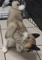 Laurie , a female Akita for sale in Detroit, MI – 2 of 10