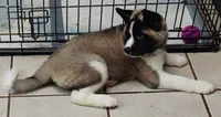 Laurie , a female Akita for sale in Detroit, MI – 8 of 10