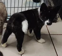 Laura, a female Akita for sale in Detroit, MI – 4 of 10