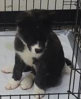 Laura, a female Akita for sale in Detroit, MI – 6 of 10