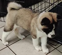 Laurie , a female Akita for sale in Detroit, MI – 9 of 10