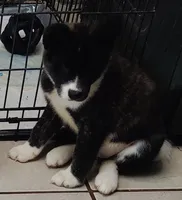 Laura, a female Akita for sale in Detroit, MI – 5 of 10