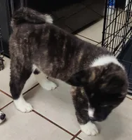 Laura, a female Akita for sale in Detroit, MI – 8 of 10