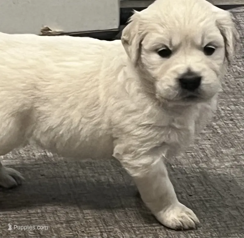 Sunny – English Cream Golden Retriever puppy for sale in Columbia, SC