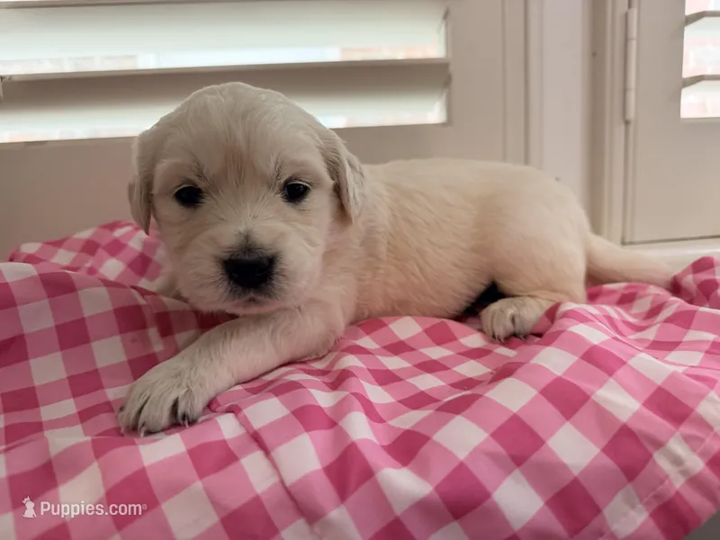 Lillly ( yellow) – English Cream Golden Retriever puppy for sale in Columbia, SC