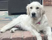 Lillly Dark Blue, a female English Cream Golden Retriever for sale in Columbia, SC – 3 of 9