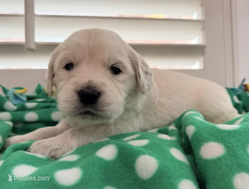 Ollie ( light blue) – English Cream Golden Retriever puppy for sale in Columbia, SC