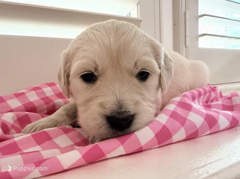 Lola, a male English Cream Golden Retriever for sale in Columbia, SC – Photo 1 of 1
