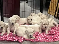 Lillly Dark Blue, a female English Cream Golden Retriever for sale in Columbia, SC – 7 of 9