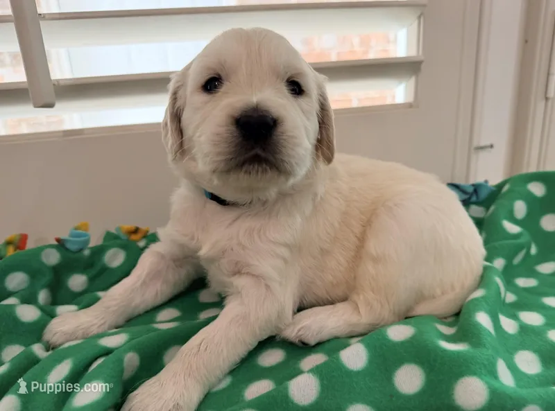 Sunny – English Cream Golden Retriever puppy for sale in Columbia, SC