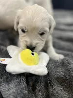 Lillly Dark Blue, a female English Cream Golden Retriever for sale in Columbia, SC – 8 of 9
