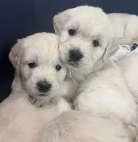 Lillly Dark Blue, a female English Cream Golden Retriever for sale in Columbia, SC – 5 of 9