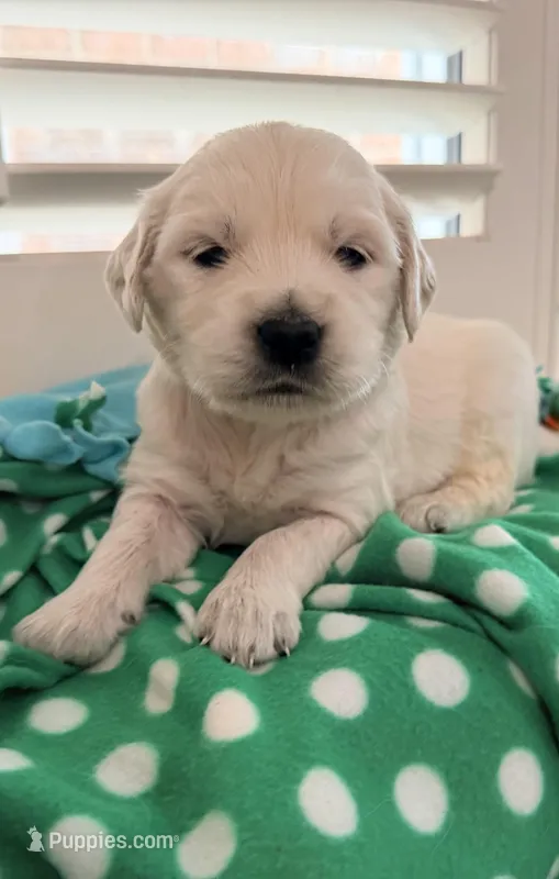 Winston (black) – English Cream Golden Retriever puppy for sale in Columbia, SC