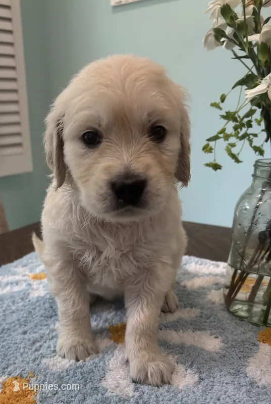 Lola – English Cream Golden Retriever puppy for sale in Columbia, SC