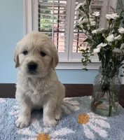 Lillly Dark Blue, a female English Cream Golden Retriever for sale in Columbia, SC – 1 of 9