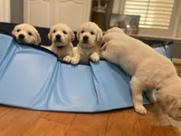 Lillly Dark Blue, a female English Cream Golden Retriever for sale in Columbia, SC – 6 of 9