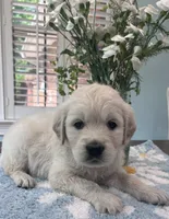 Lillly Dark Blue, a female English Cream Golden Retriever for sale in Columbia, SC – 2 of 9