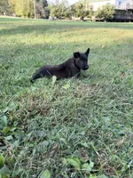 Peter Parker (light blue), a male Belgian Malinois for sale in Peebles, OH – 7 of 7