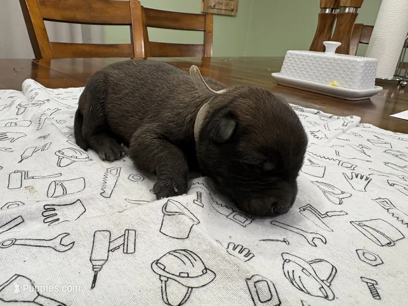 Birch (gray) – Belgian Malinois puppy for sale in Peebles, OH