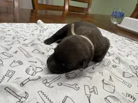 Birch (gray), a male Belgian Malinois for sale in Peebles, OH – 2 of 5