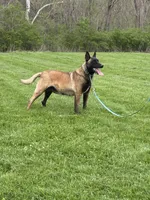 Belle, a female Belgian Malinois for sale in Cincinnati, OH – 3 of 4