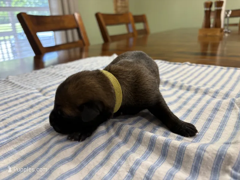 Katniss Everdeen (medium green) – Belgian Malinois puppy for sale in Peebles, OH