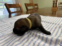 Katniss Everdeen (medium green), a female Belgian Malinois for sale in Peebles, OH – 1 of 3