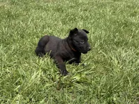Boulder, a male Belgian Malinois for sale in Cincinnati, OH – Photo 5 of 8