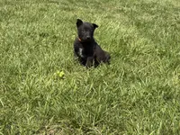 Boulder, a male Belgian Malinois for sale in Cincinnati, OH – Photo 8 of 8