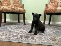 Boulder, a male Belgian Malinois for sale in Cincinnati, OH – Photo 2 of 8