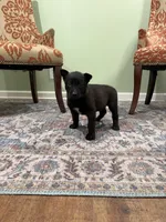 Boulder, a male Belgian Malinois for sale in Cincinnati, OH – Photo 1 of 8