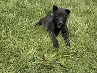 Boulder, a male Belgian Malinois for sale in Cincinnati, OH – Photo 6 of 8
