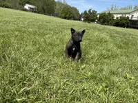 Pittsburgh, a male Belgian Malinois for sale in Cincinnati, OH – Photo 6 of 7