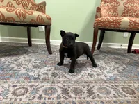 Boulder, a male Belgian Malinois for sale in Cincinnati, OH – Photo 3 of 8