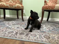 Boulder, a male Belgian Malinois for sale in Cincinnati, OH – Photo 4 of 8